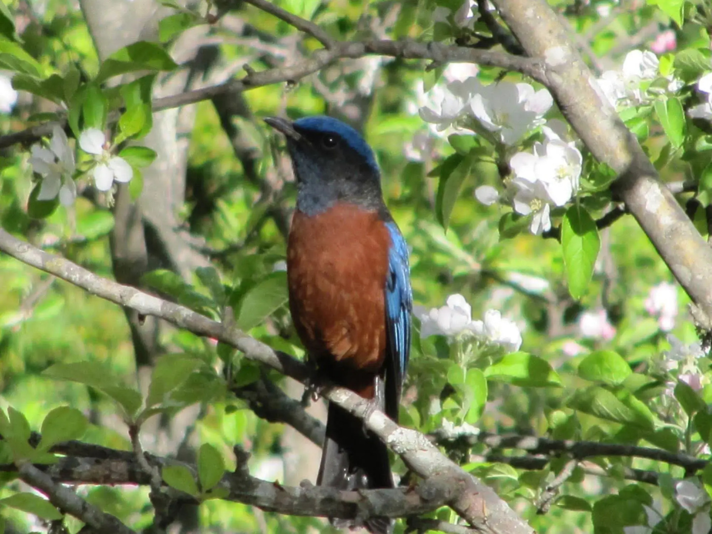 Whispering Pines Himalayan Retreat