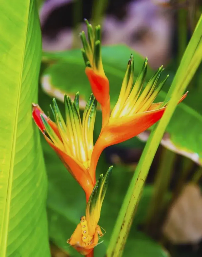 Royal Kahana 812 - 1Br Condo