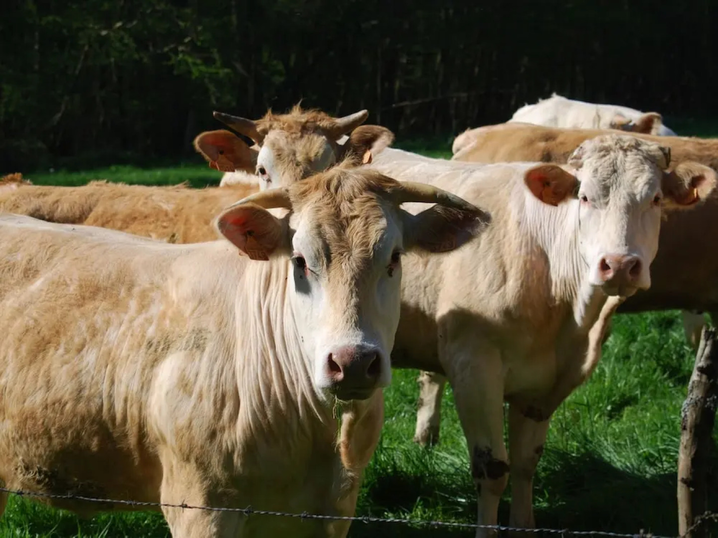 Romantic Holiday Home in Dégagnac With Large Garden in Historical Surroundings