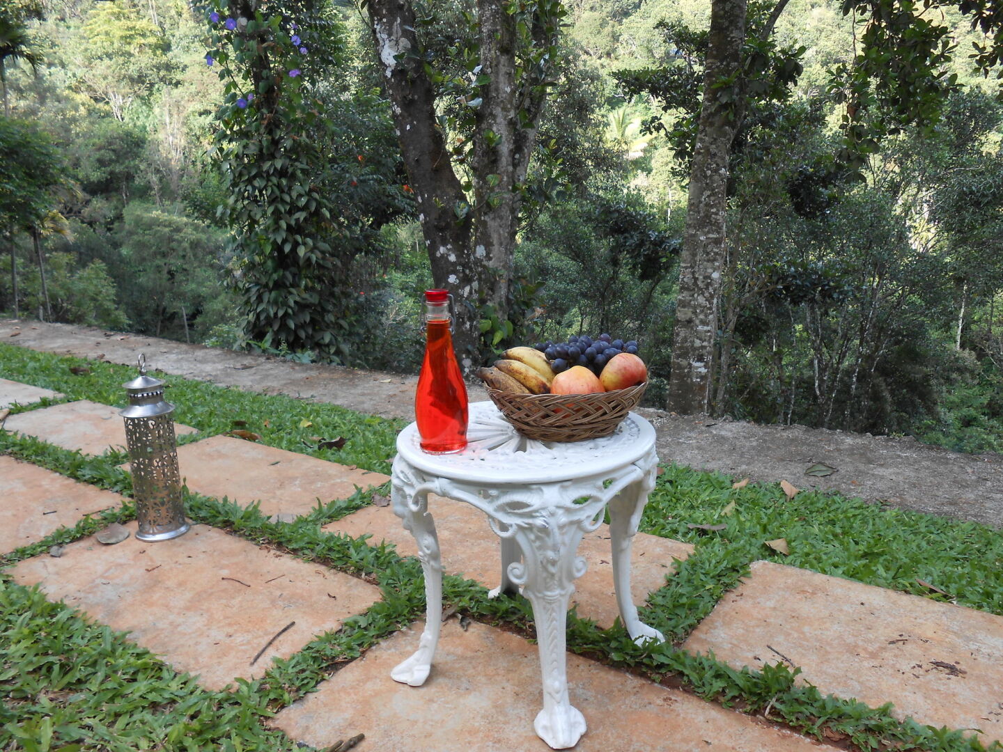 Tea Harvester Munnar
