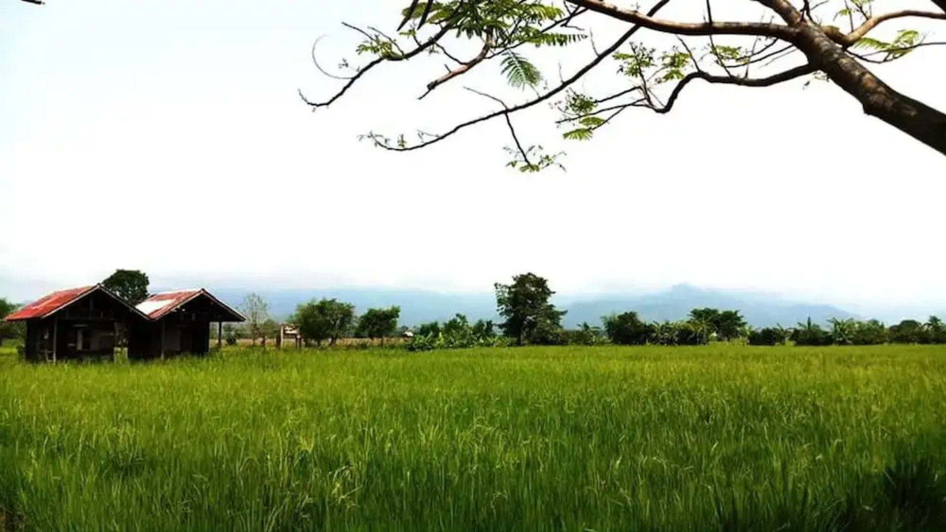 Sanikul Resort