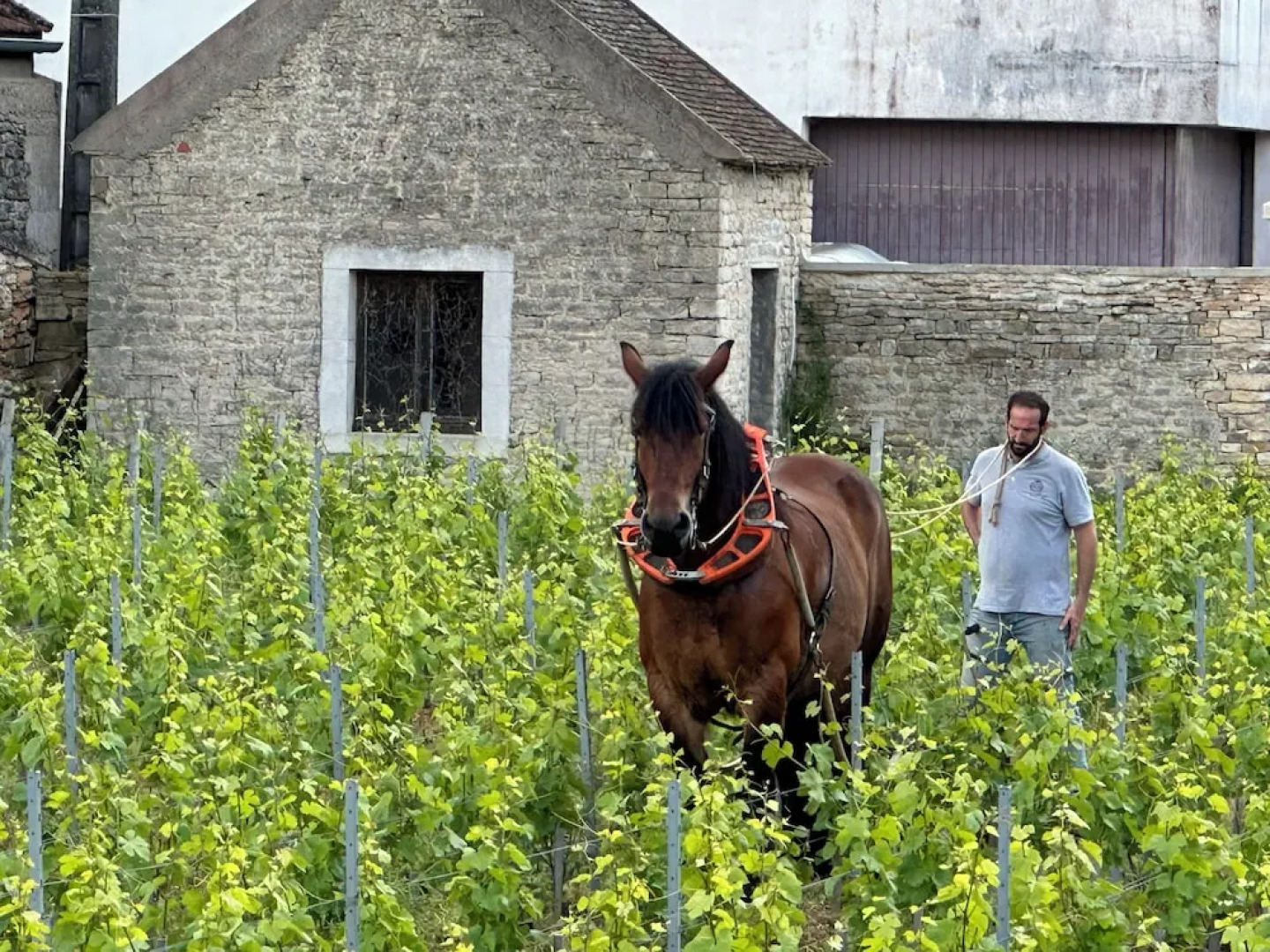Les Rêveries du Clos - Hôtel Pommard