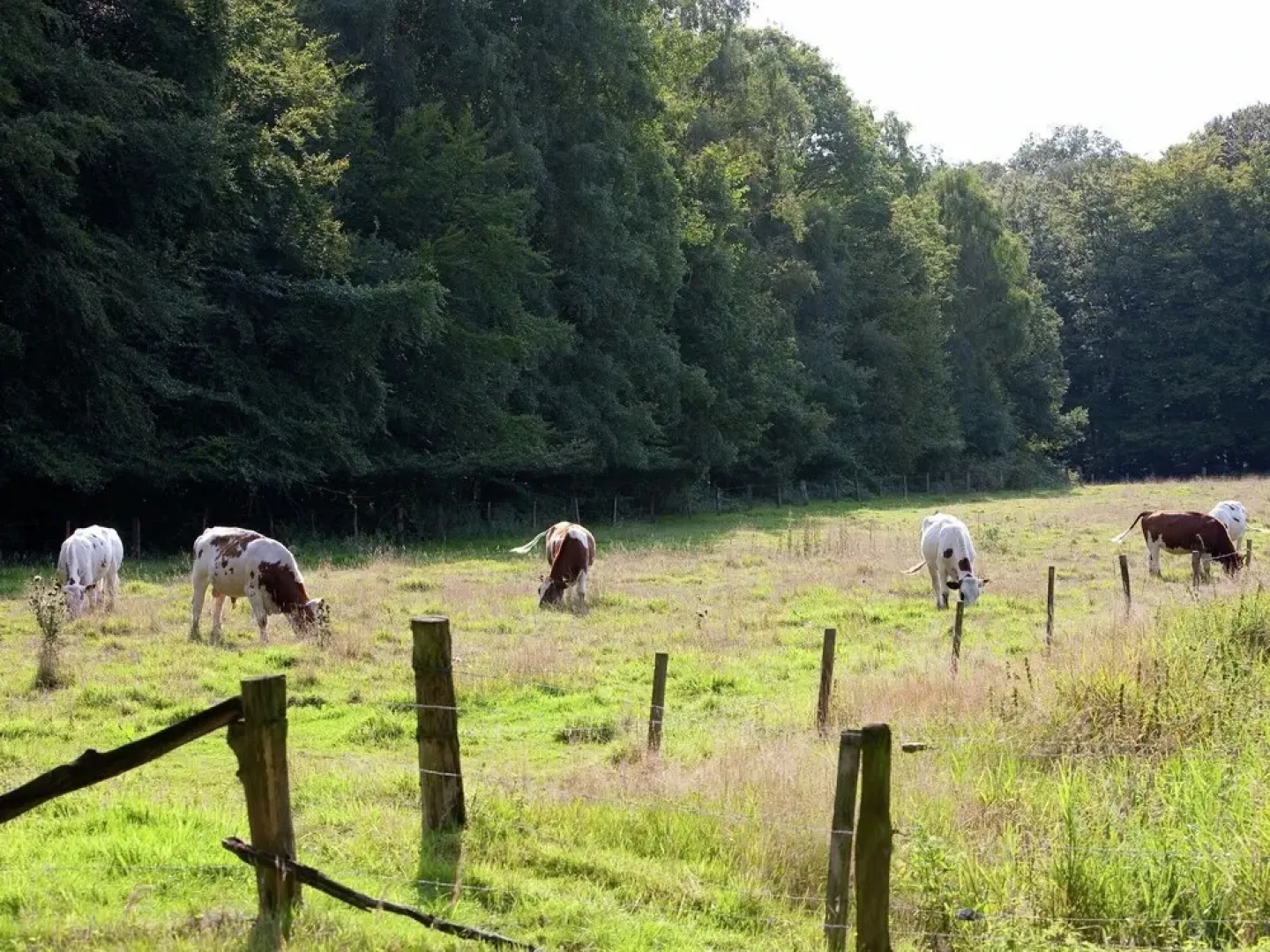Nice Chalet in the Middle of De Veluwe