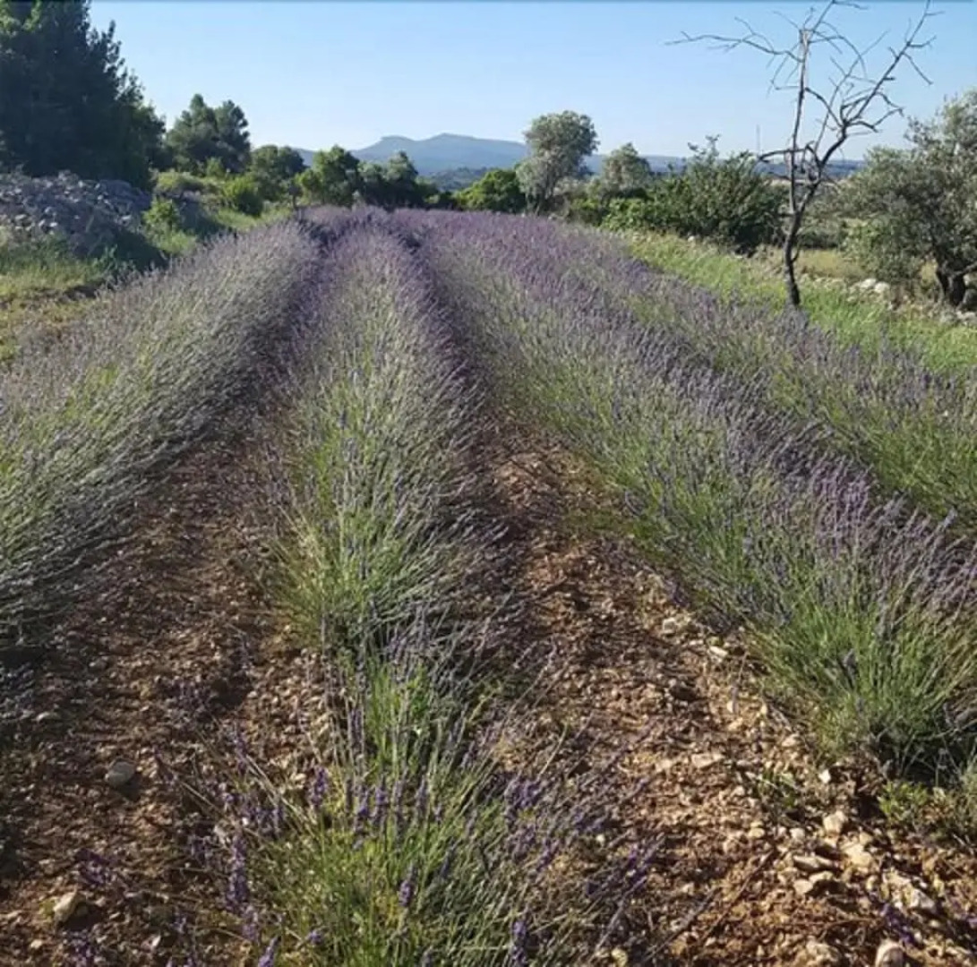 Appartement 2 chambres Mas des Lavandes