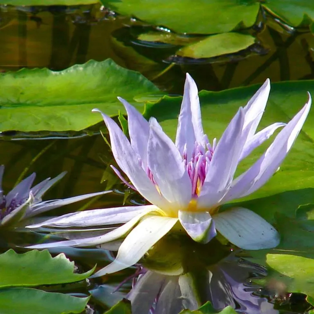 Tiwani Sunset, a Little Piece of Eden