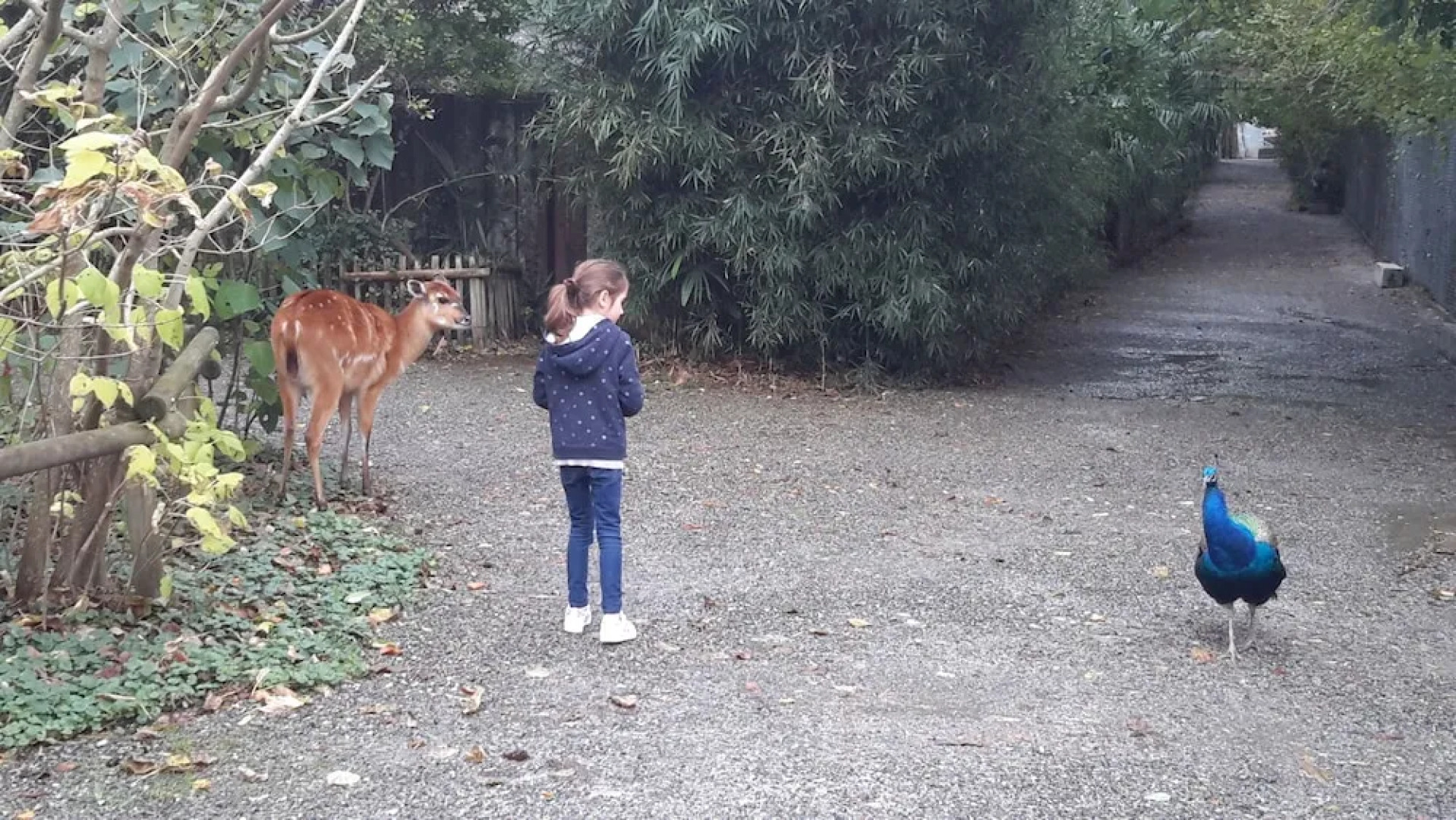 Les Hauts de Hurlevents - Le Buffalo