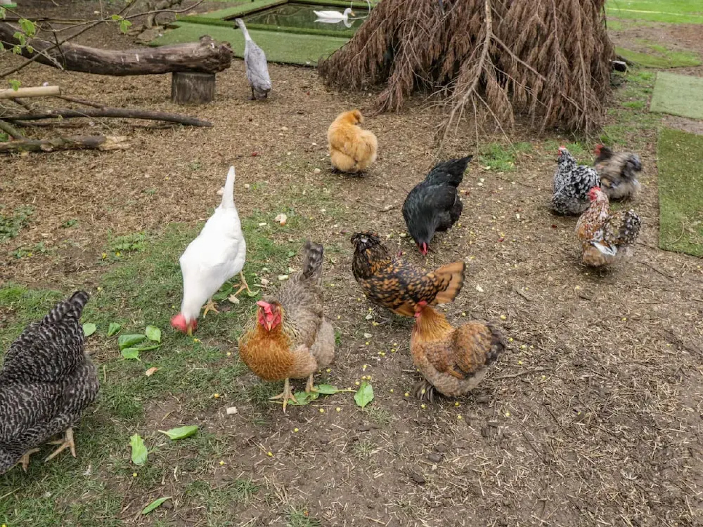 Orchard House Cottage