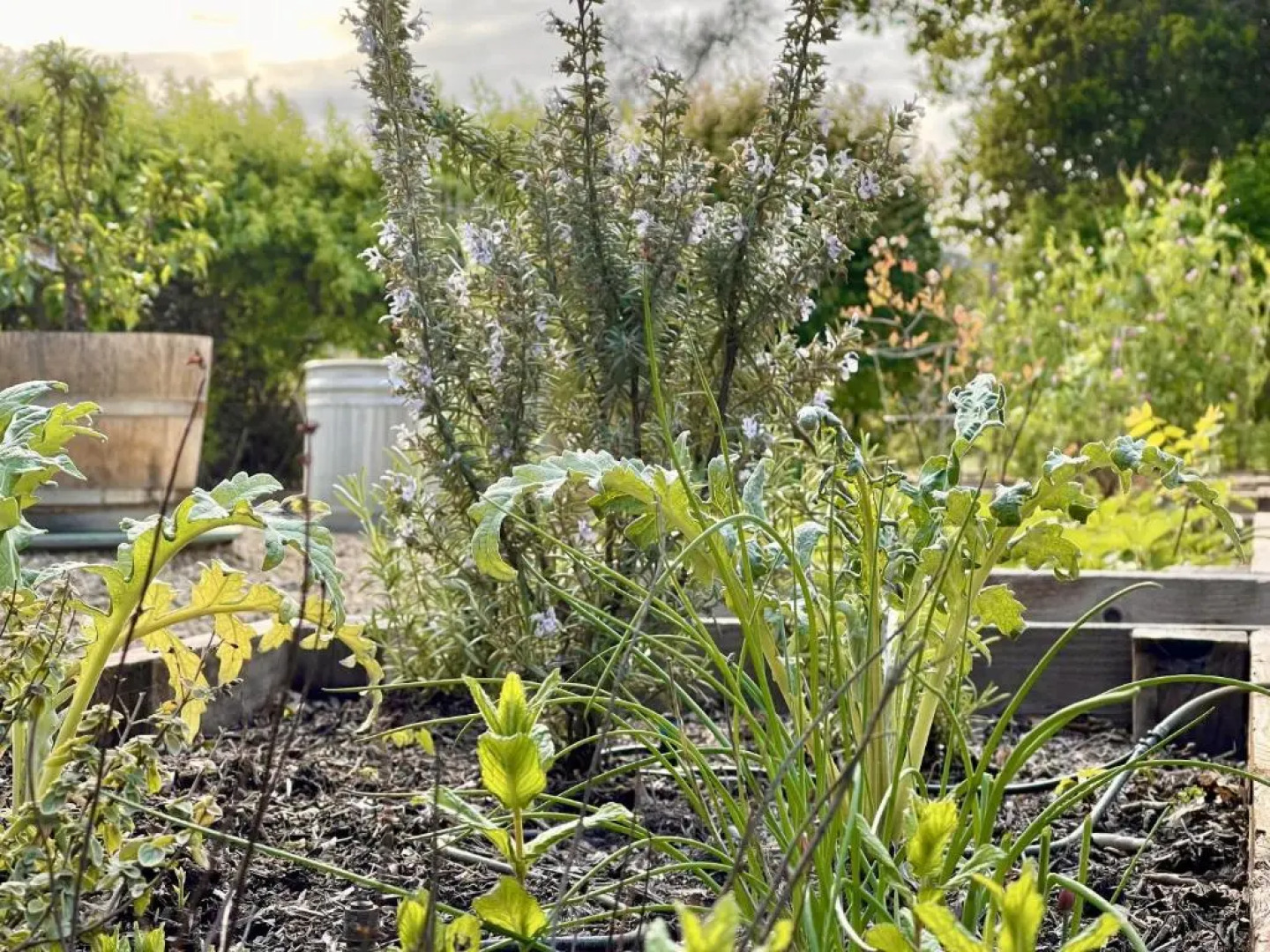 The Calistoga Cottage