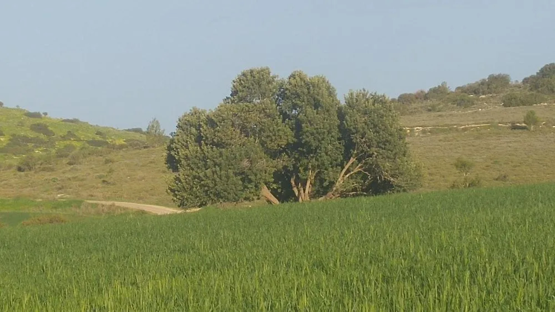 The OLive Tree