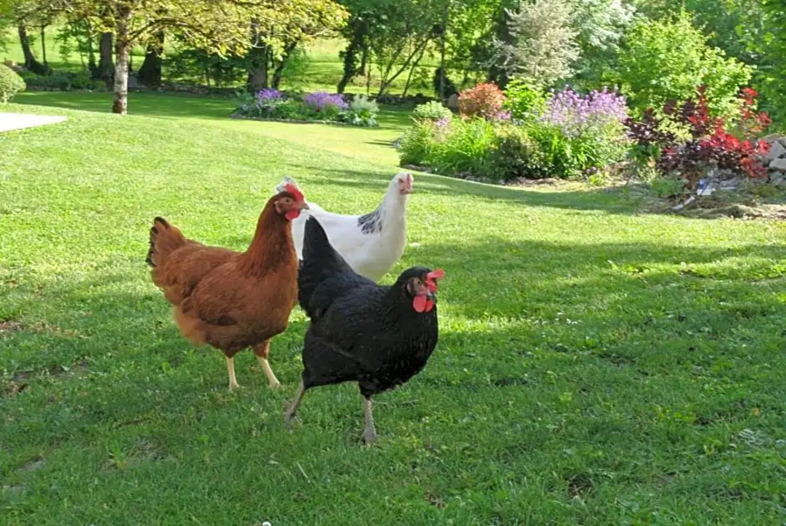 Au jardin de la Bachellerie