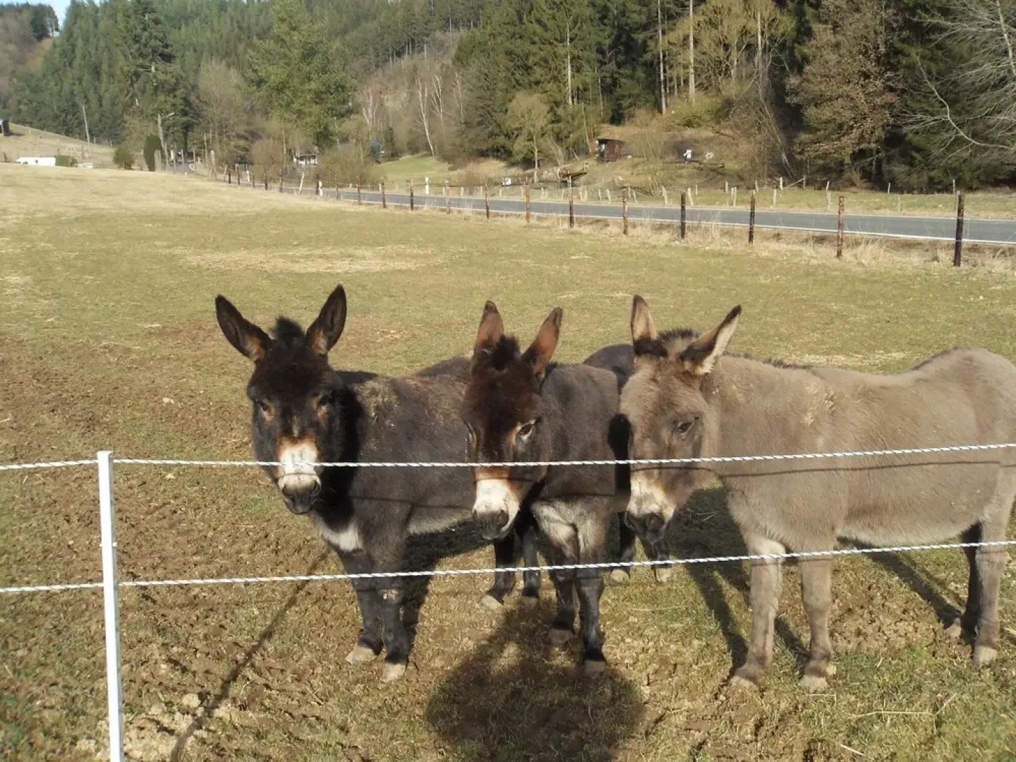 Ferienhaus Nettes Landhaus