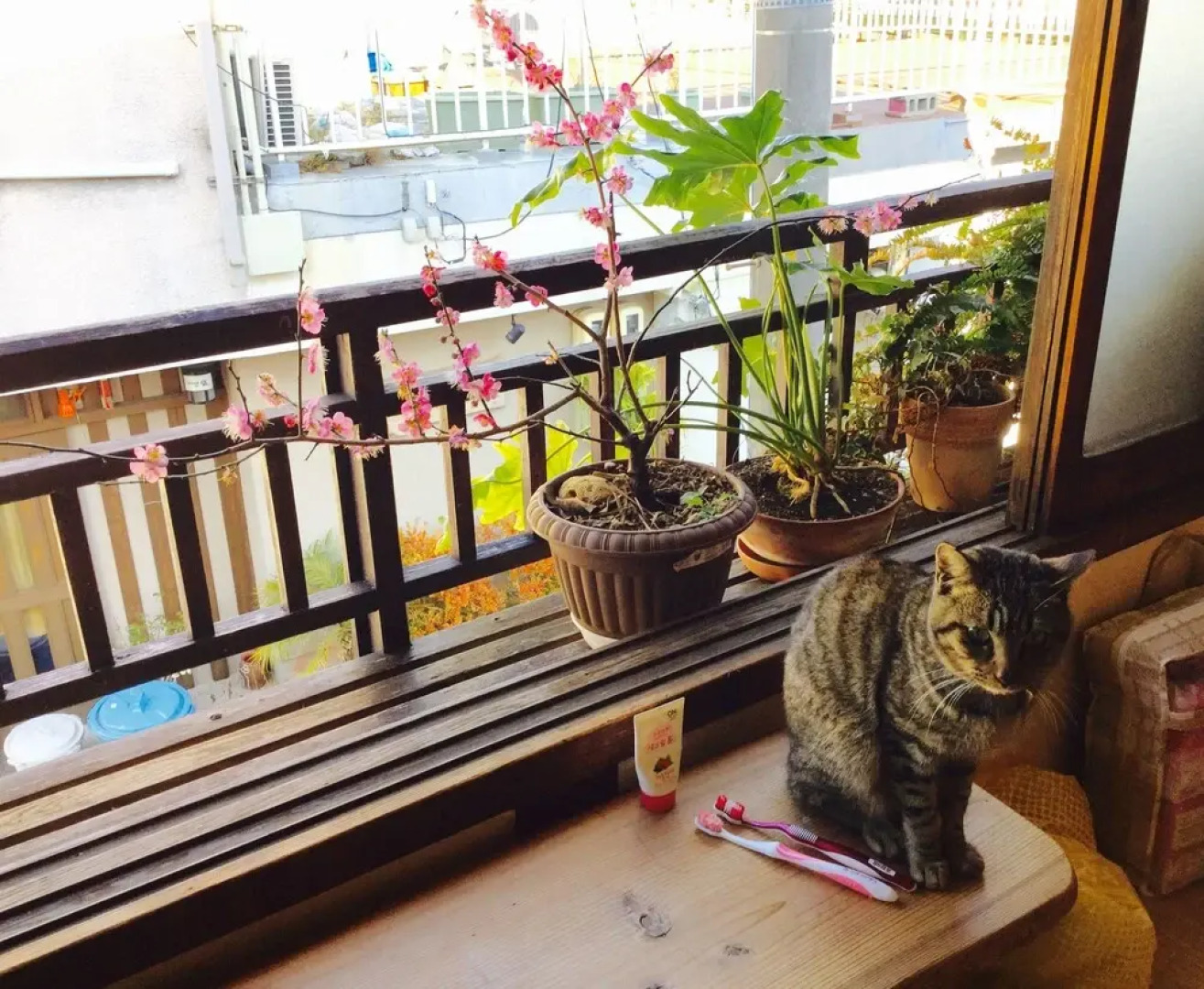 Buddha Guest House - Hostel