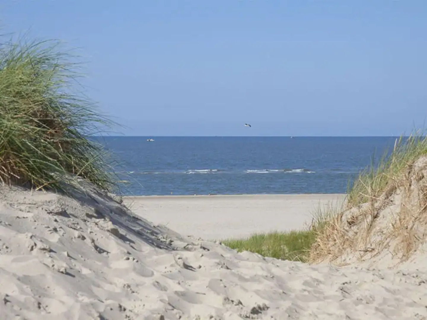 Dandelion Modern Retreat