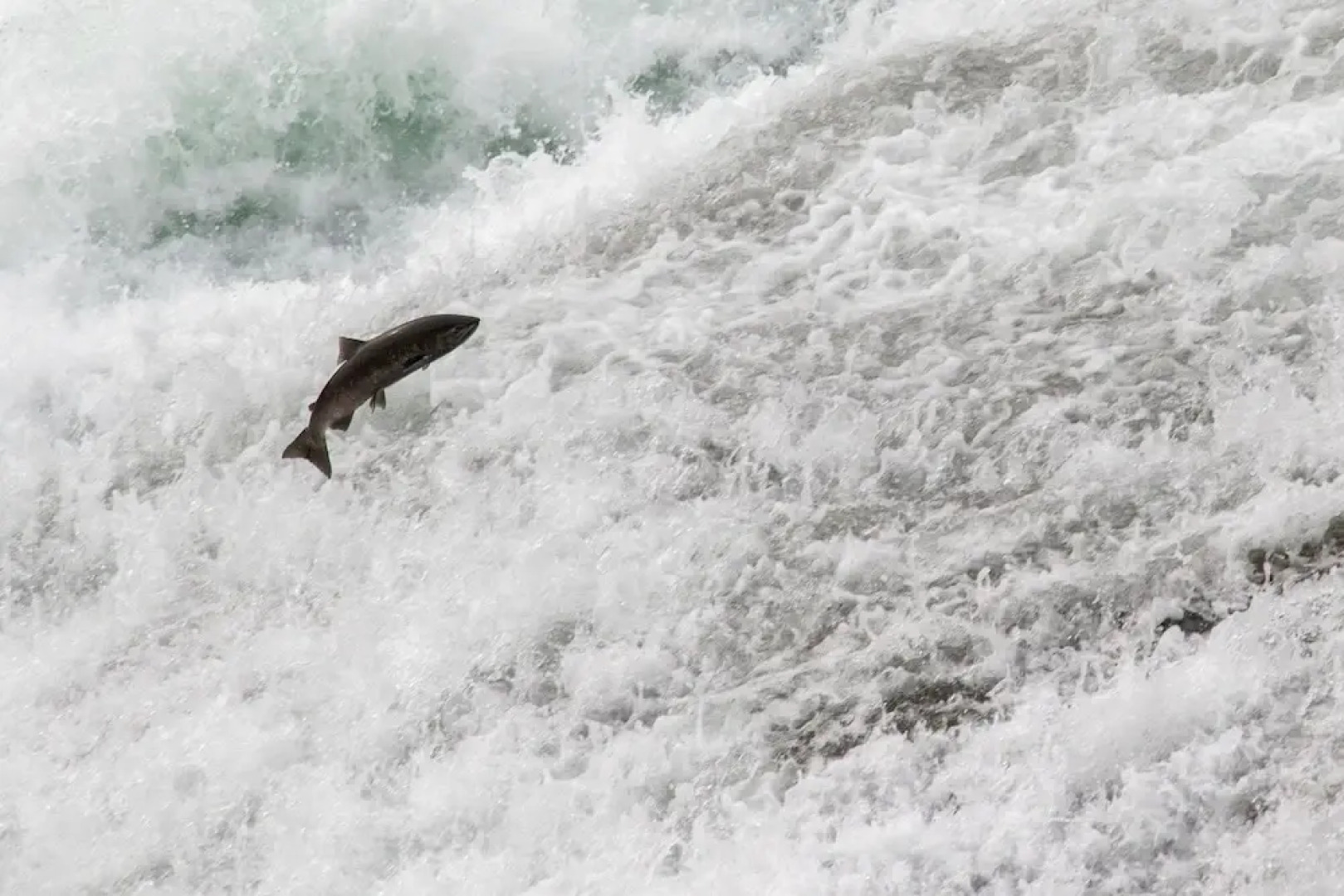 Wolfwood Guest Ranch