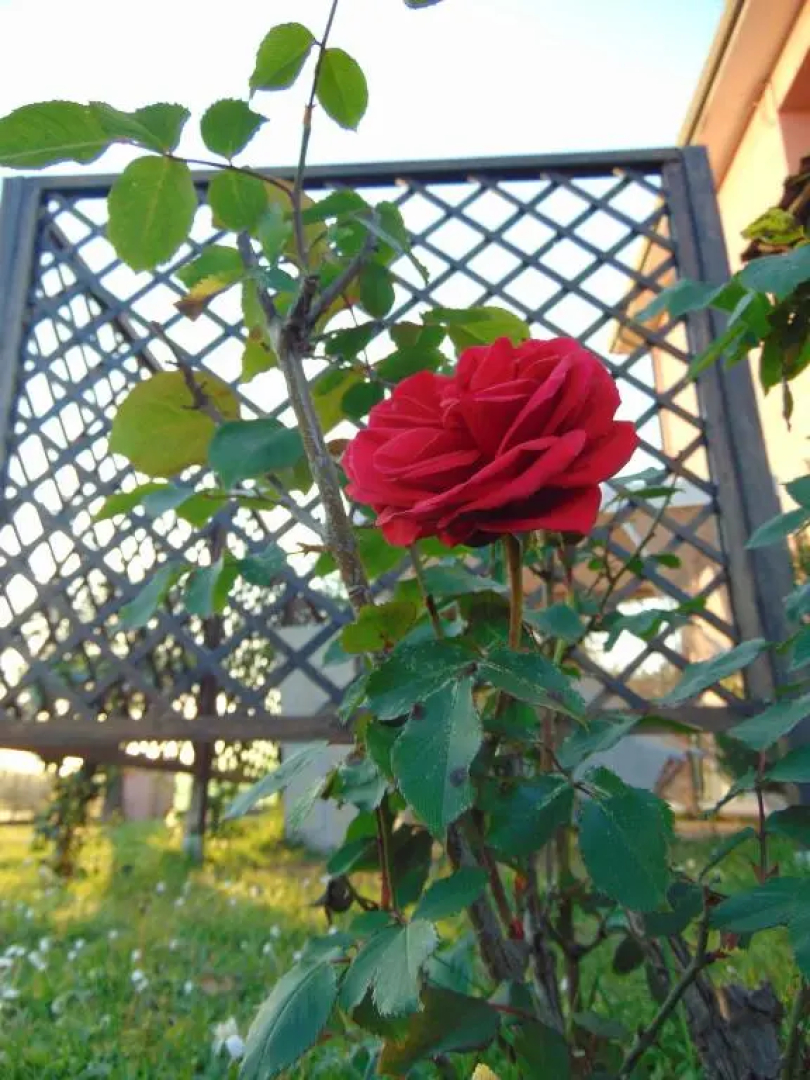 Appartamenti Ca'Melia