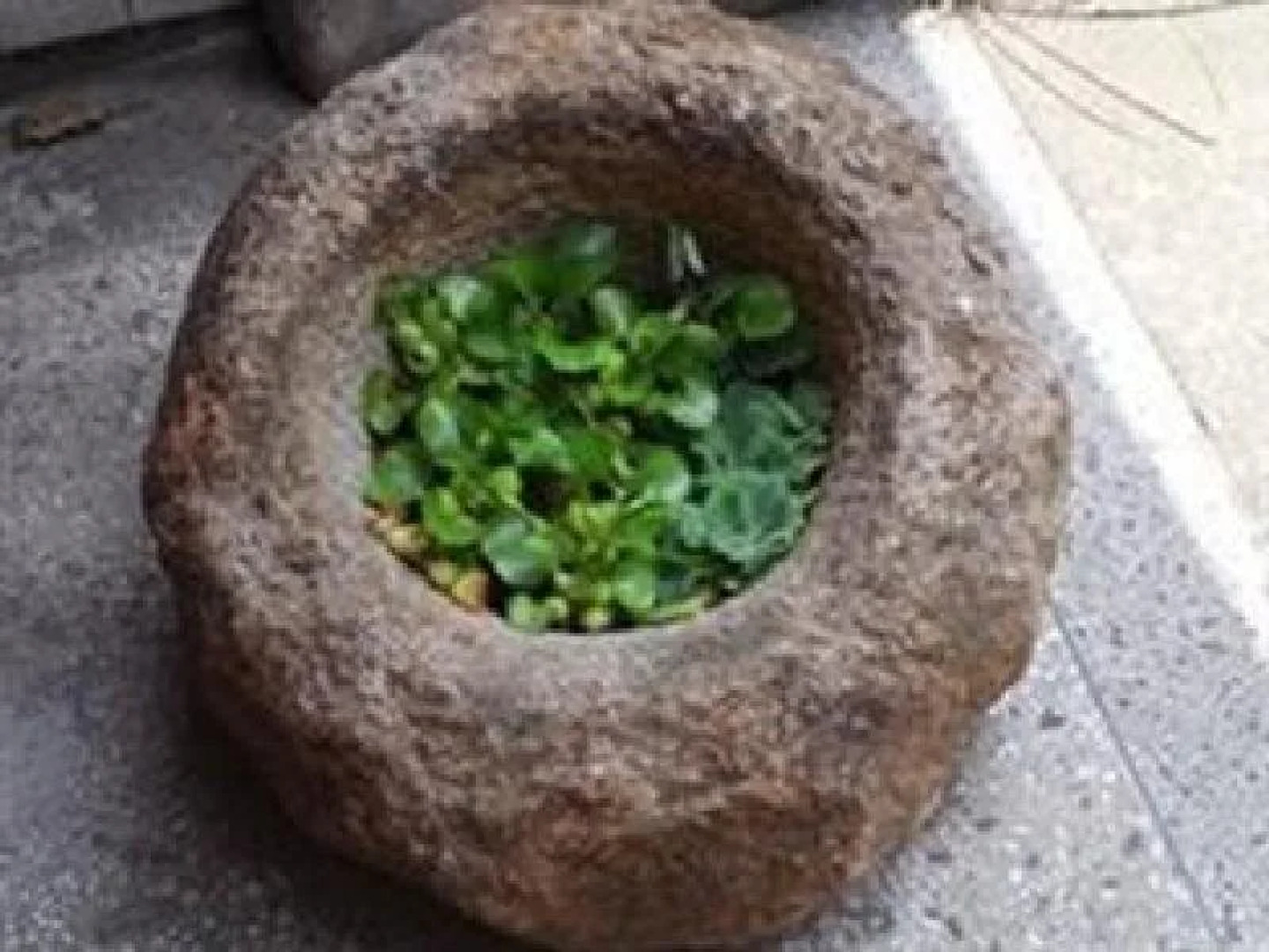 Mama Guesthouse Female Only (отель для женщин)