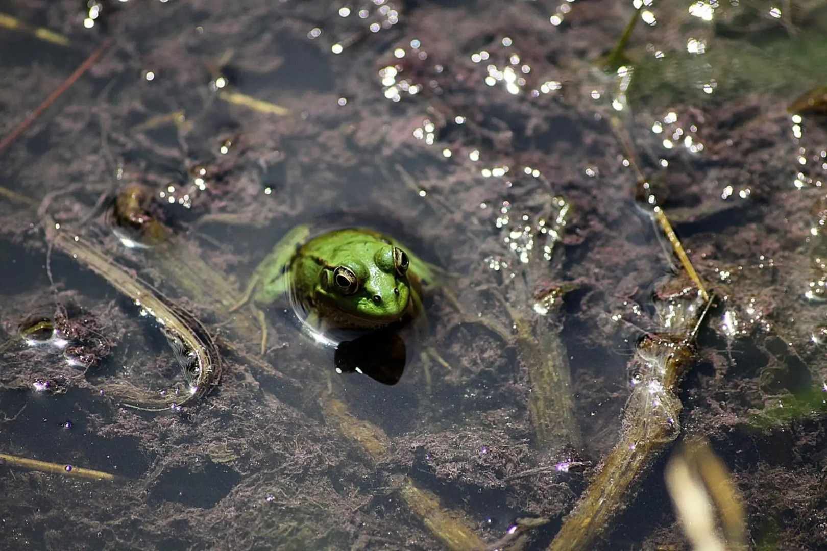 Petit Hotel Es Figueral