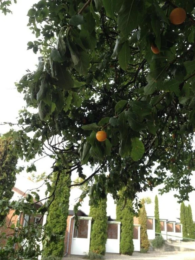 Den Gamle Gaard Apartments