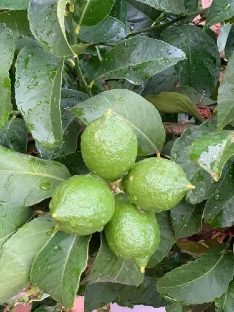 Ziggy's Mountain Retreat