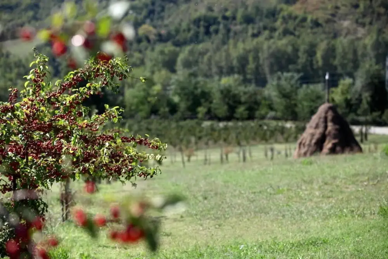 Locanda dei Cinque Cerri