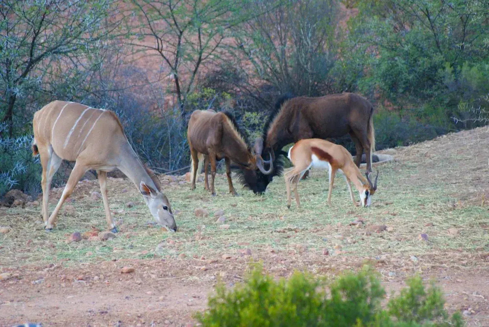 Zwartberg View Mountain Lodge