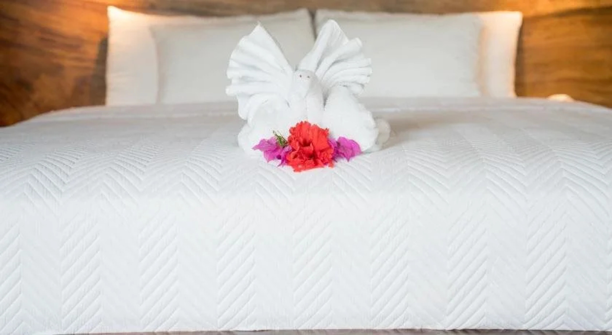 The Buena Vibra Collective