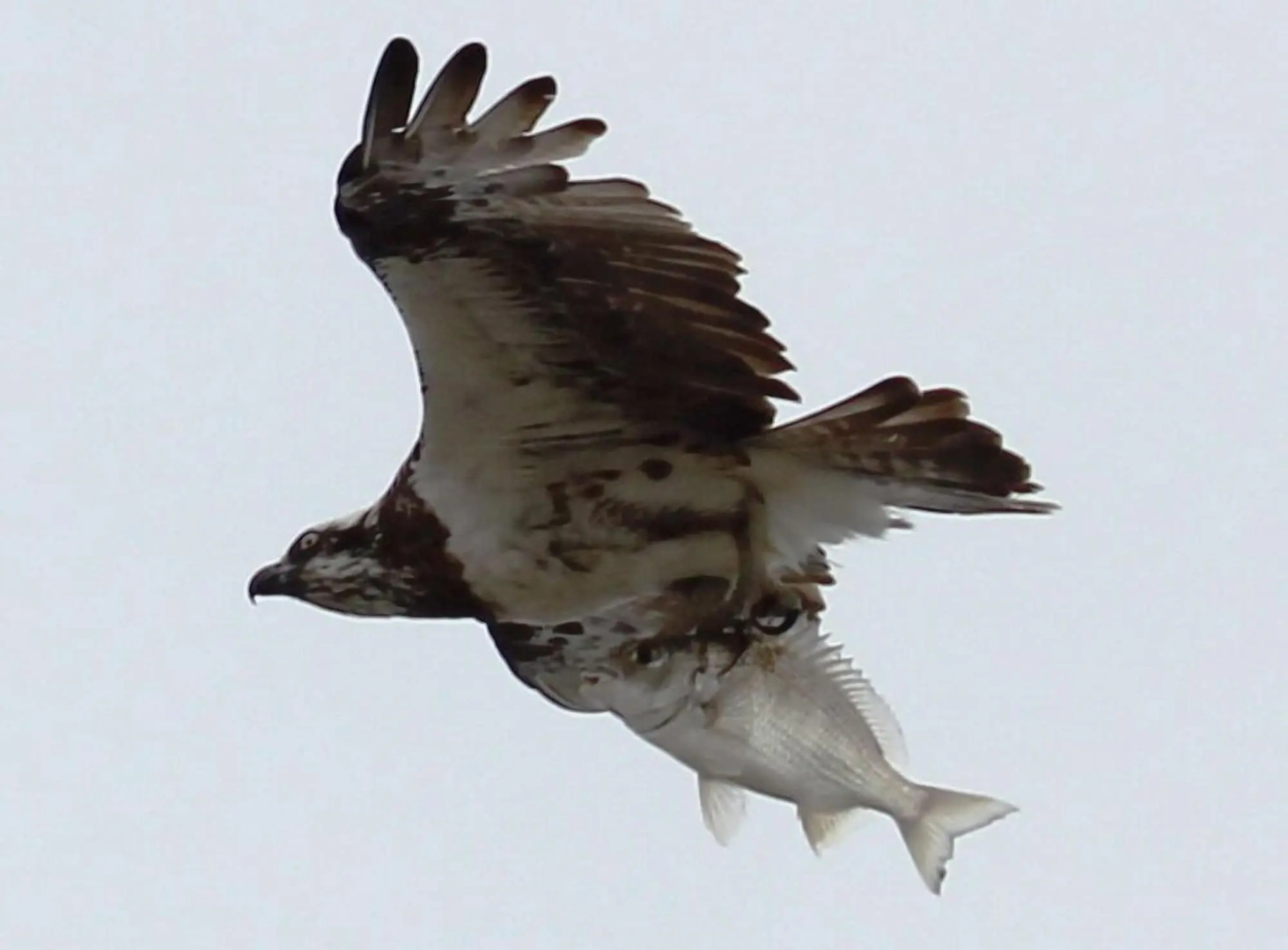 Riviere on Golden Beach