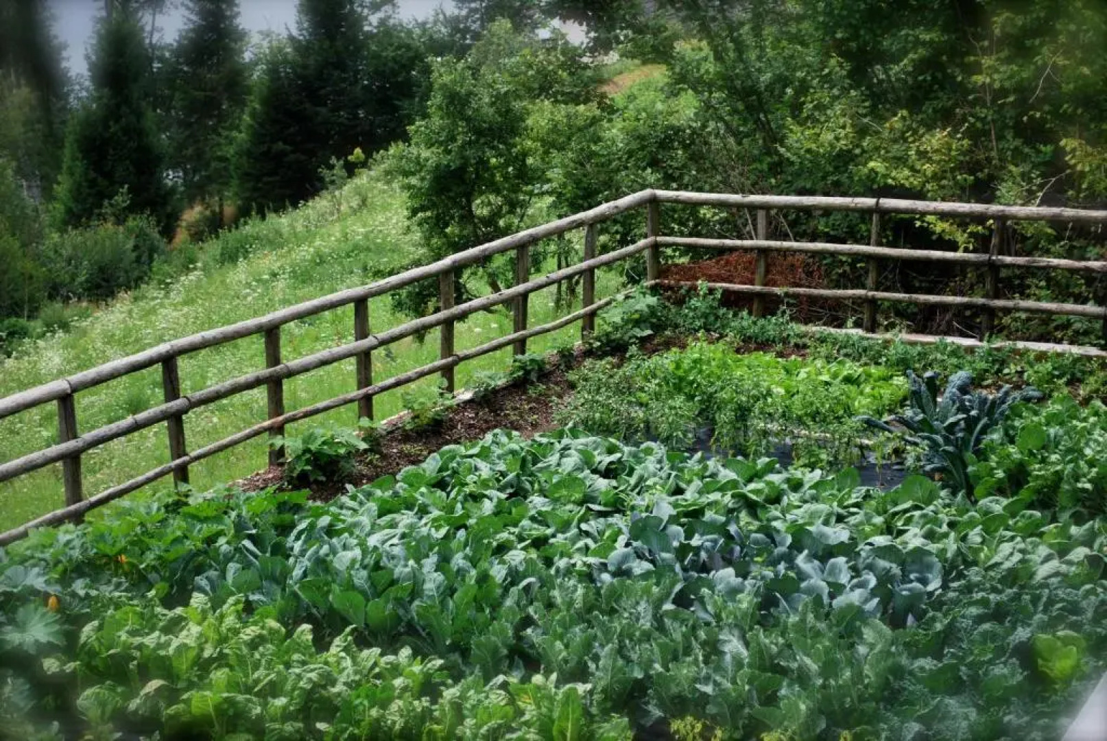 Maso La Vecchia Quercia