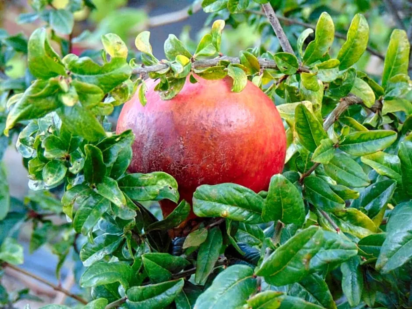 B&b Boladina Experience