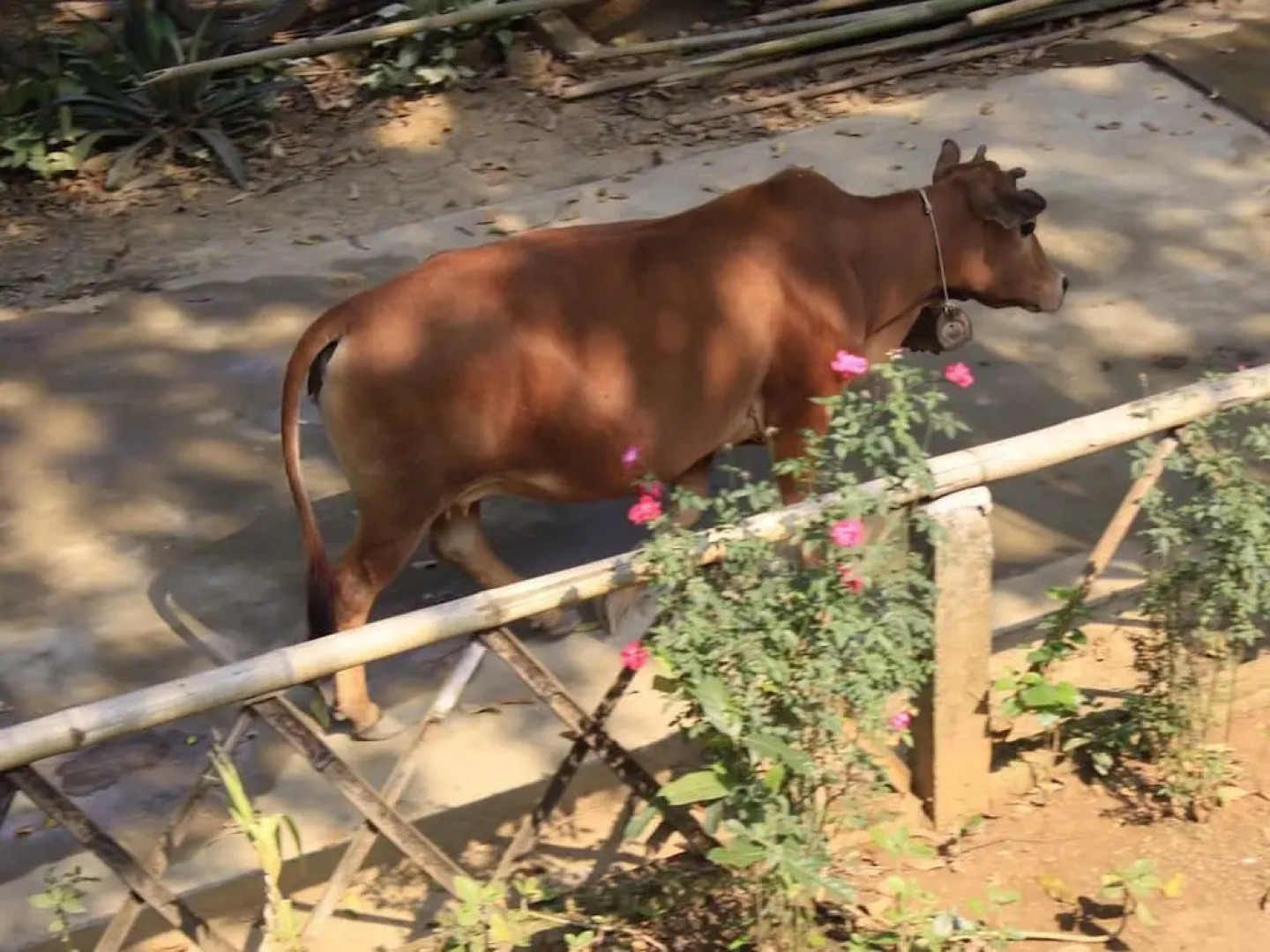 Eco Homestay - Hostel