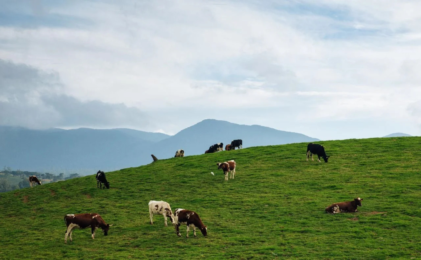 Riseans White Palace