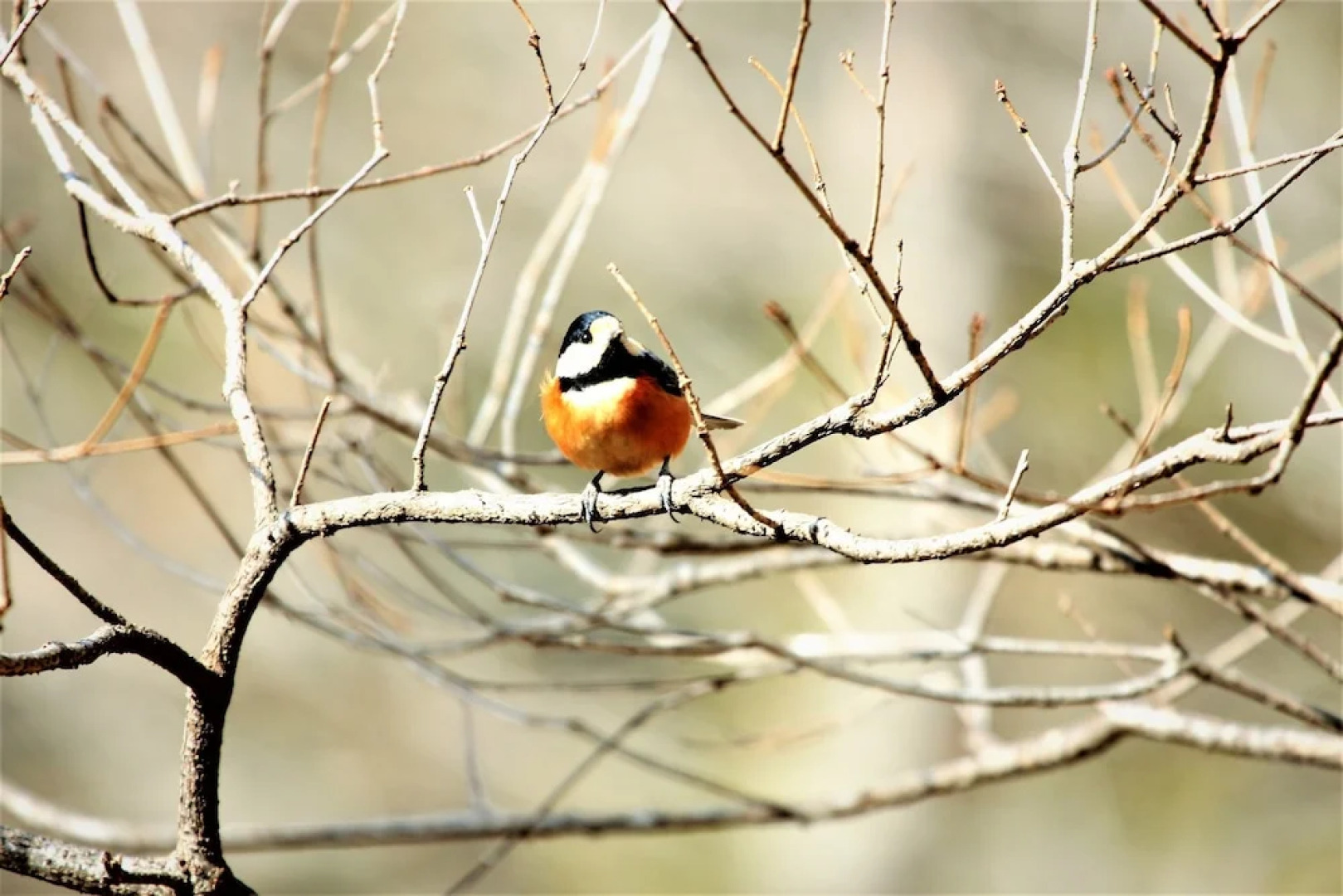 Shomarutoge Garden House