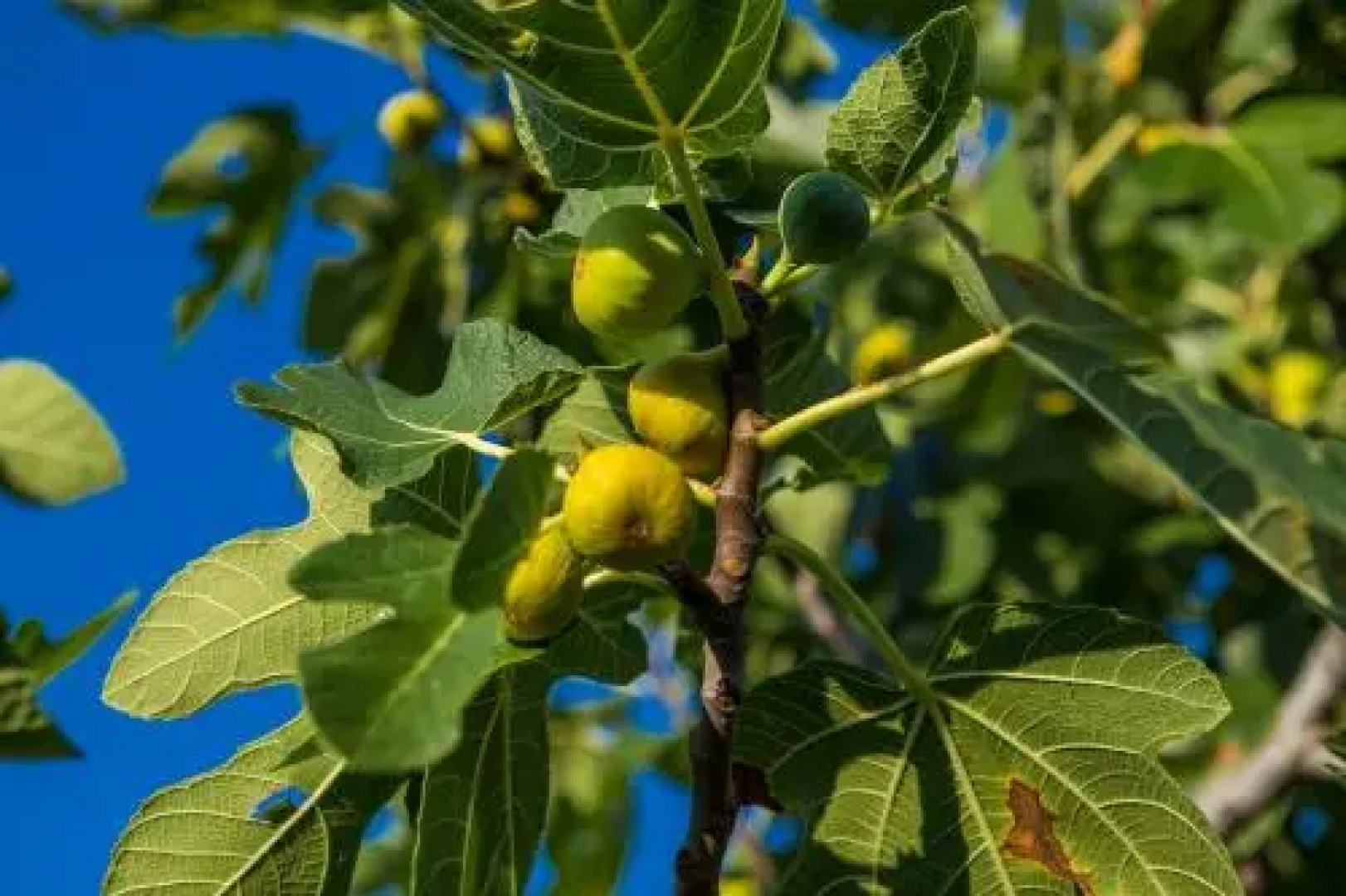 Apartments Villa Kras Krk