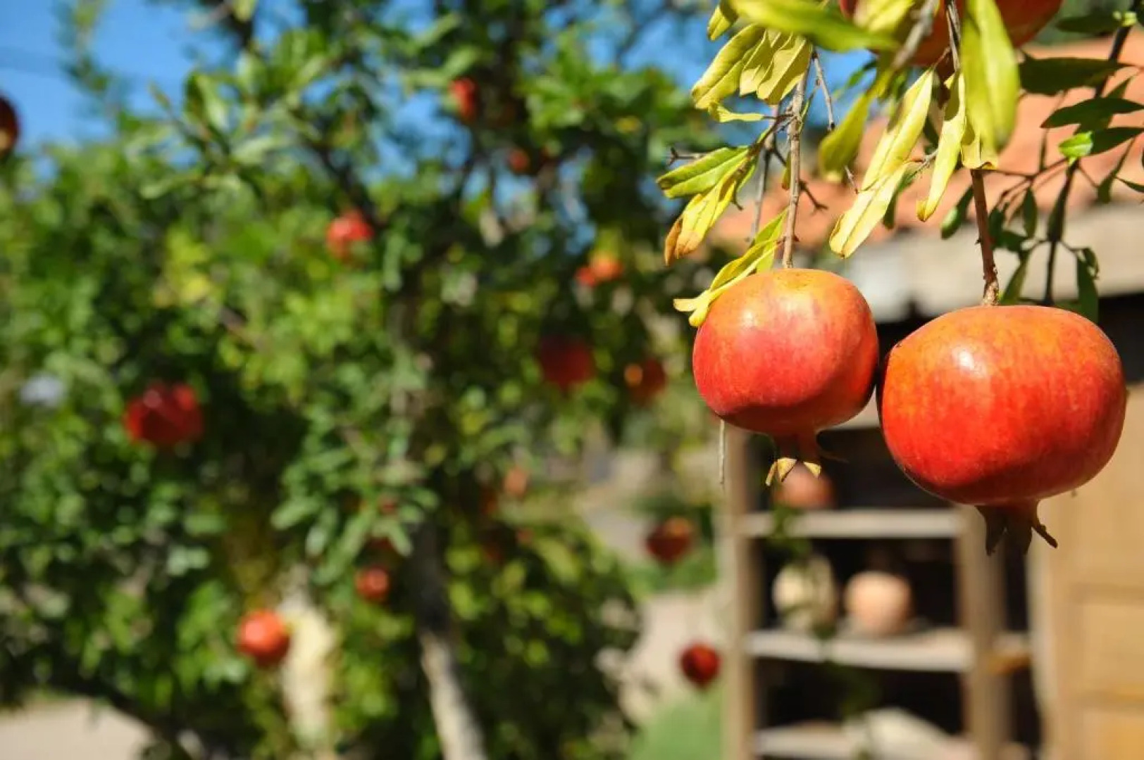 Koyevi Olympos Countryhouse