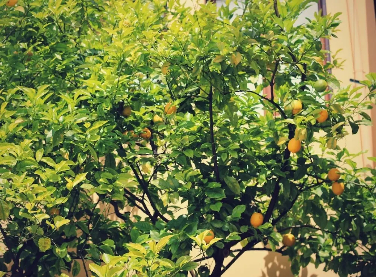 Bed and Breakfast Fiori e Limoni