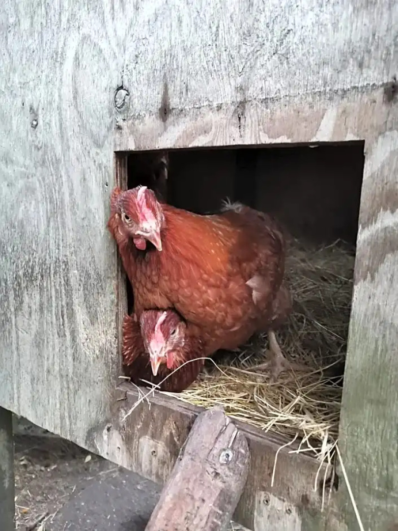 Mikrogaarden shared kitchen&bathroom