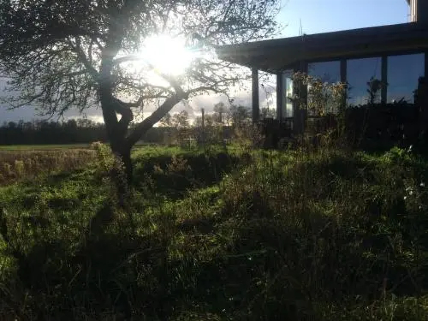 Chamedafne w Puszczy Kampinoskiej