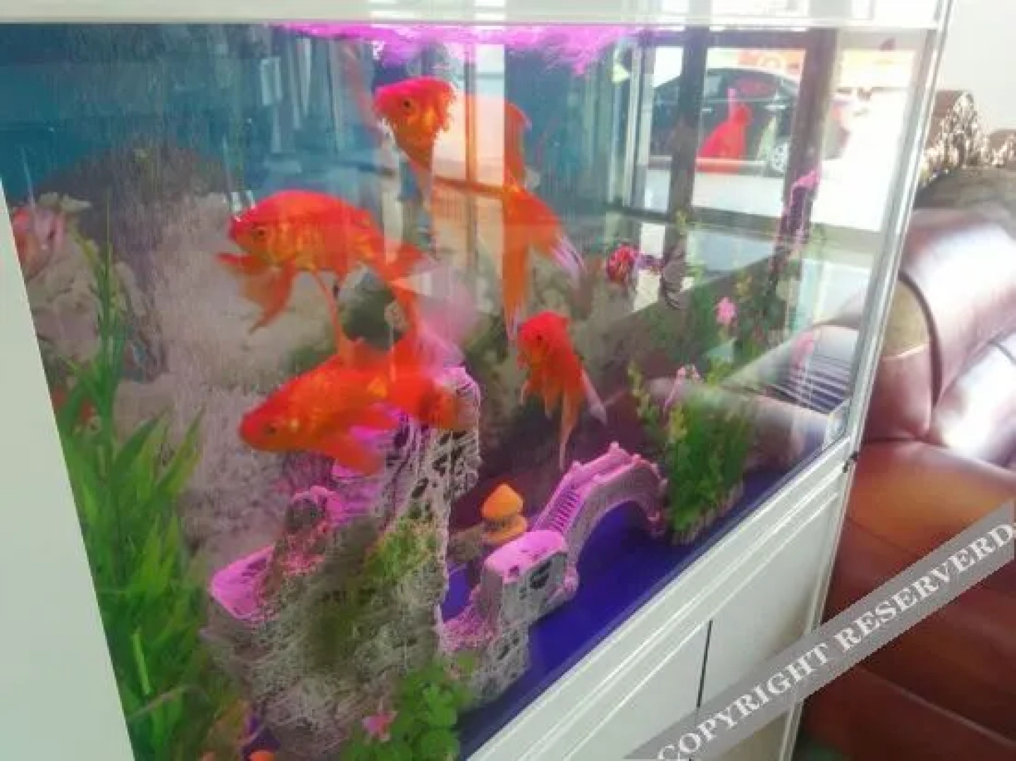 Cheng County Jinpo Business Hotel