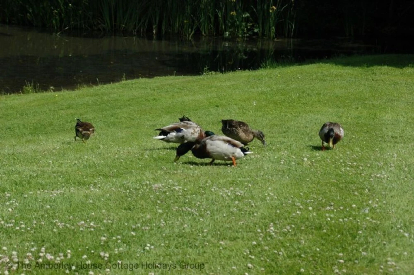 Mallards