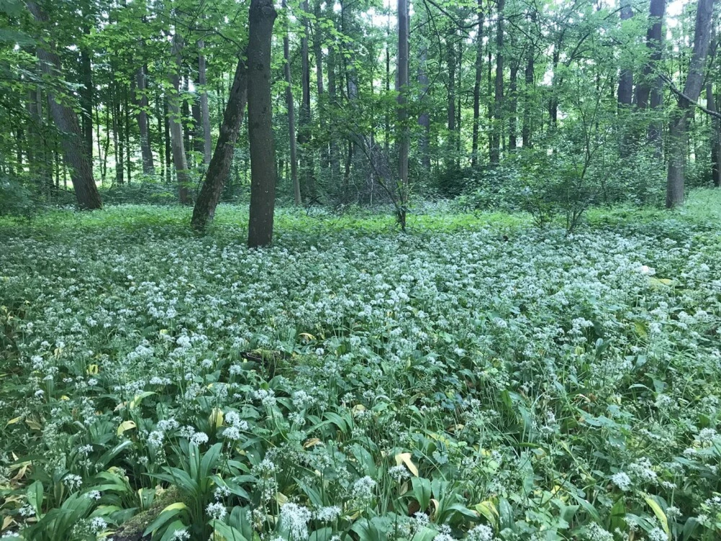 Holiday home with sauna and garden lounge