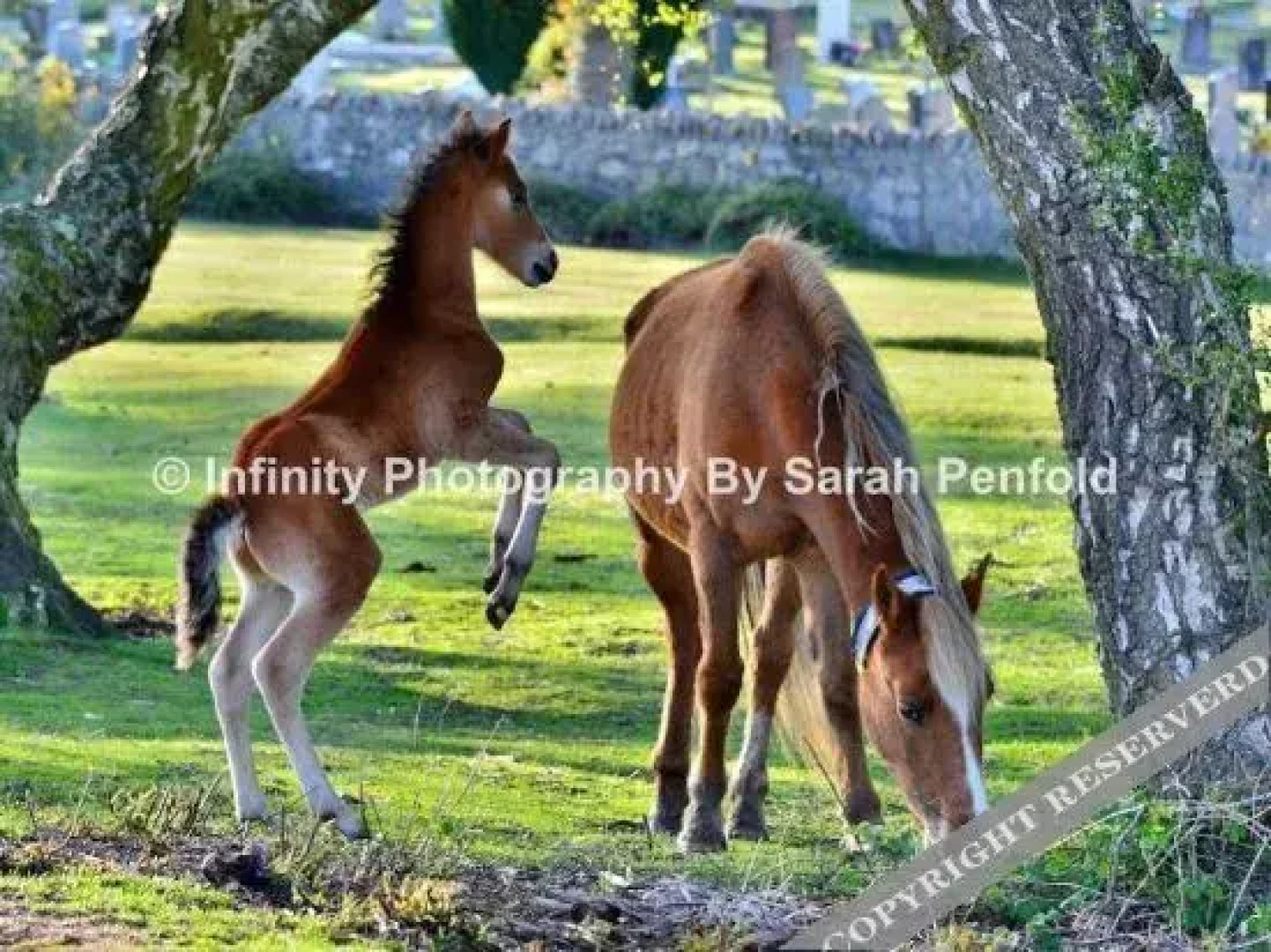 Rosedale Bed and Breakfast
