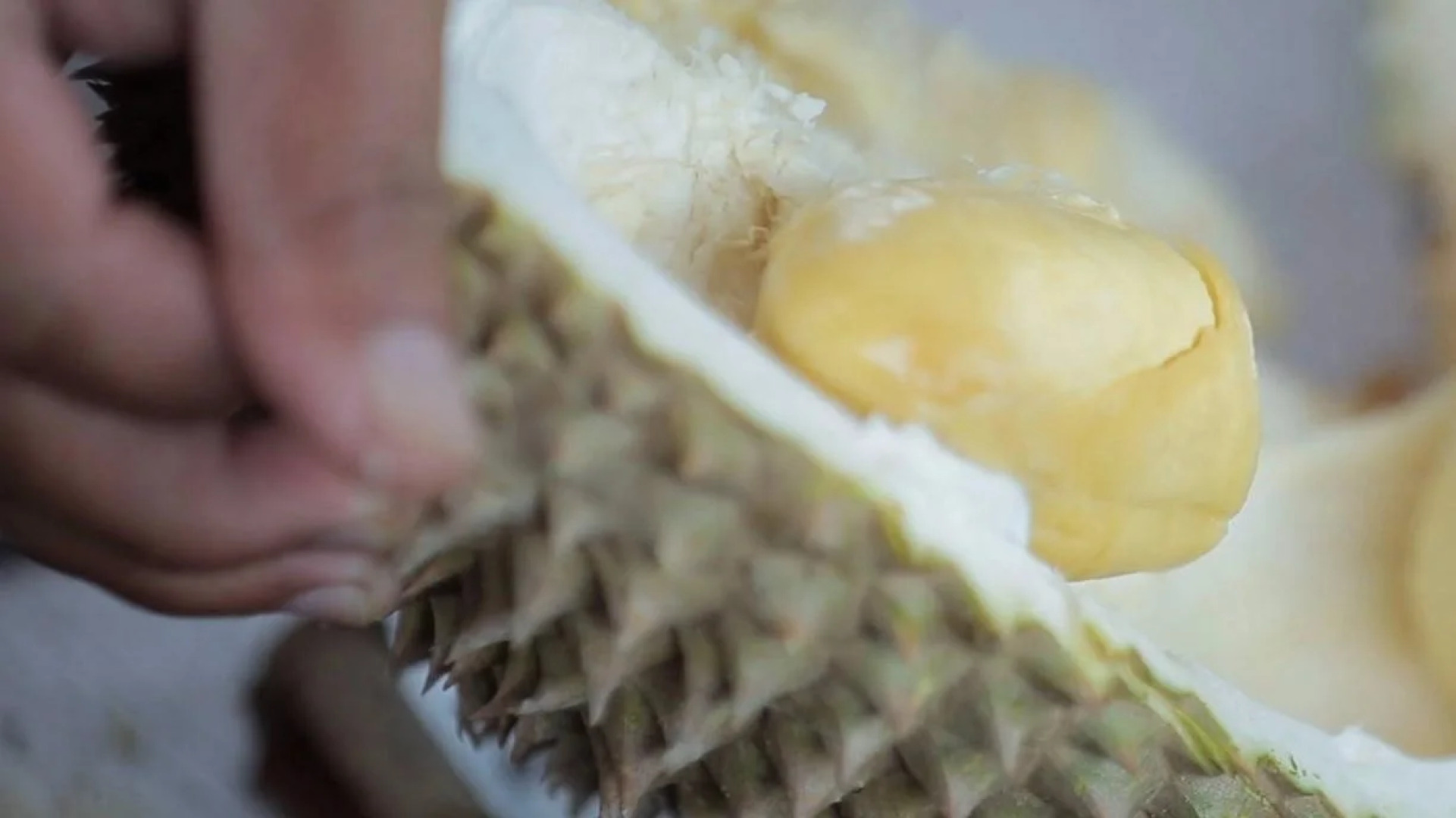 Karak Orchard Resorts