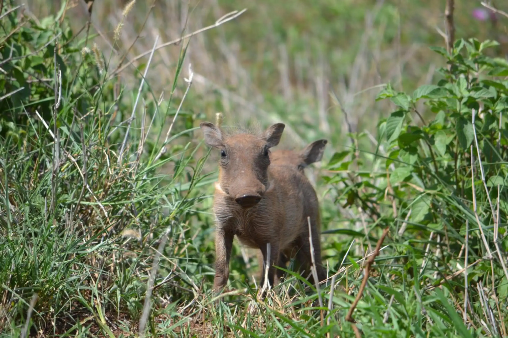 Africamps at White Elephant Safaris