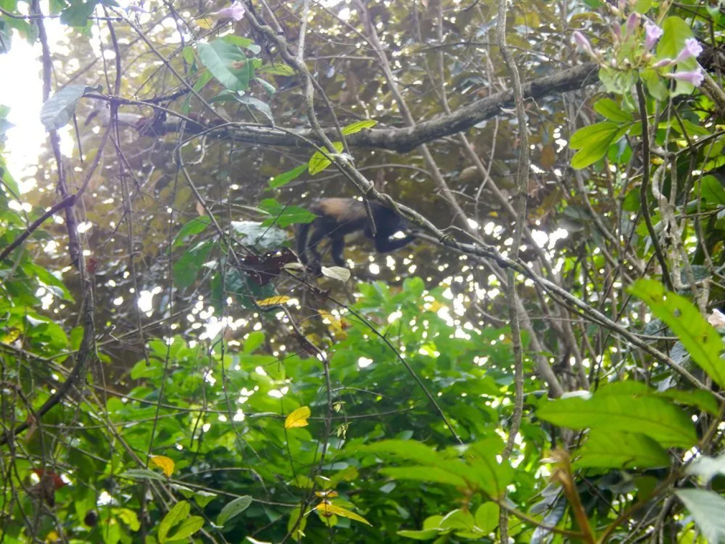 Osa Mountain Village Eco Resort