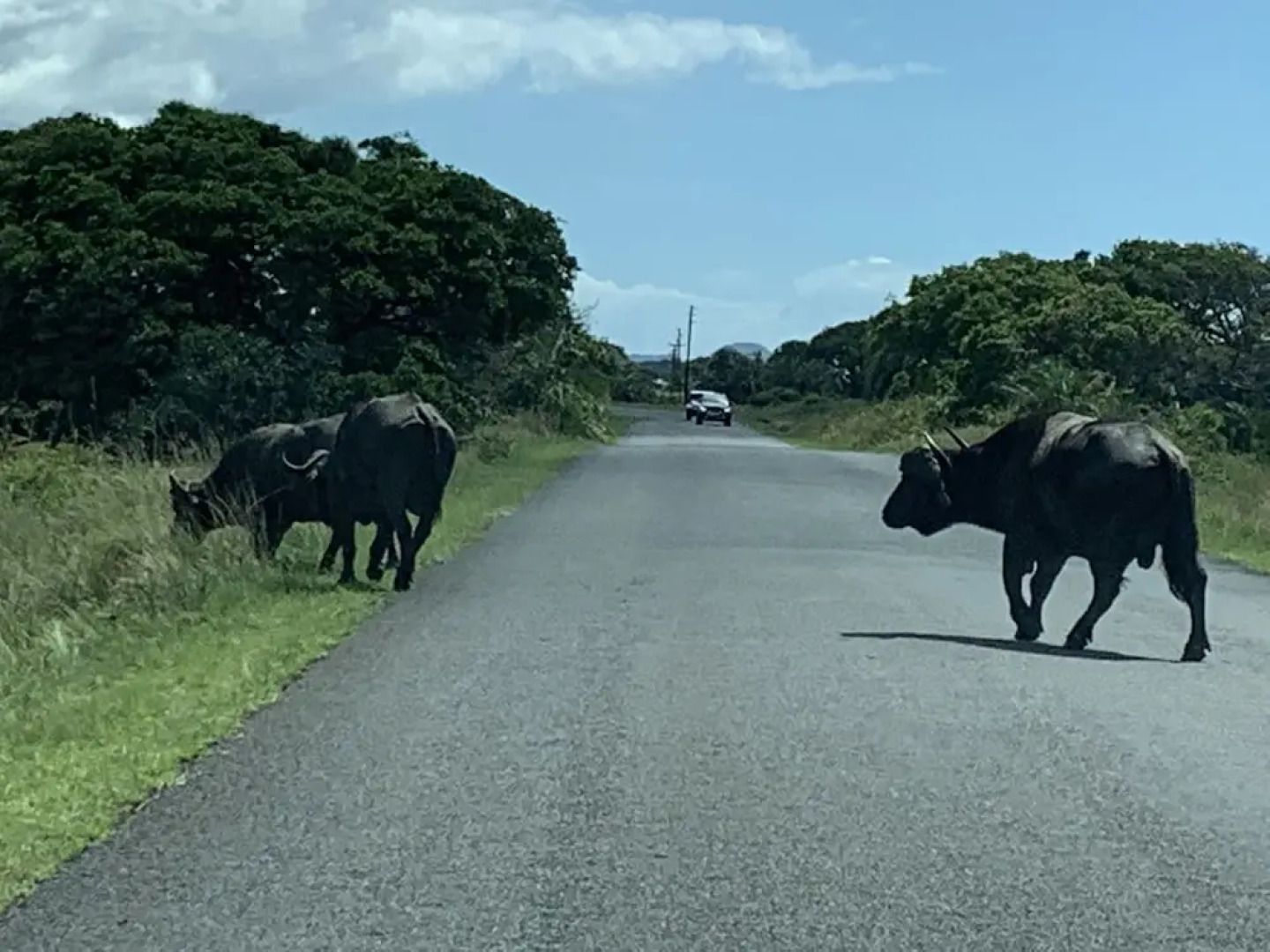 Flamingo Holiday Apartments