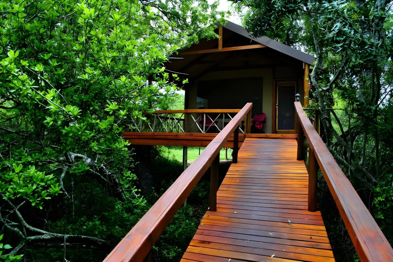 Lion Tree Top Lodge