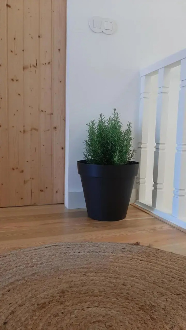 O VIOLAS — Tapas & Bed