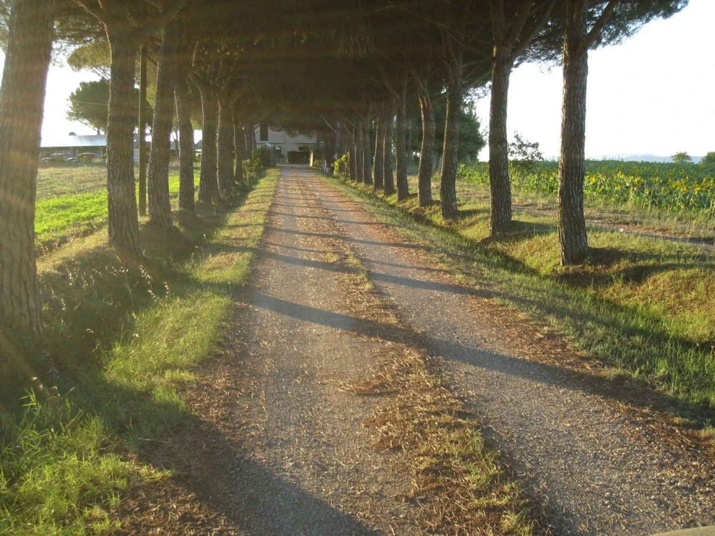 Boschetto del Lago