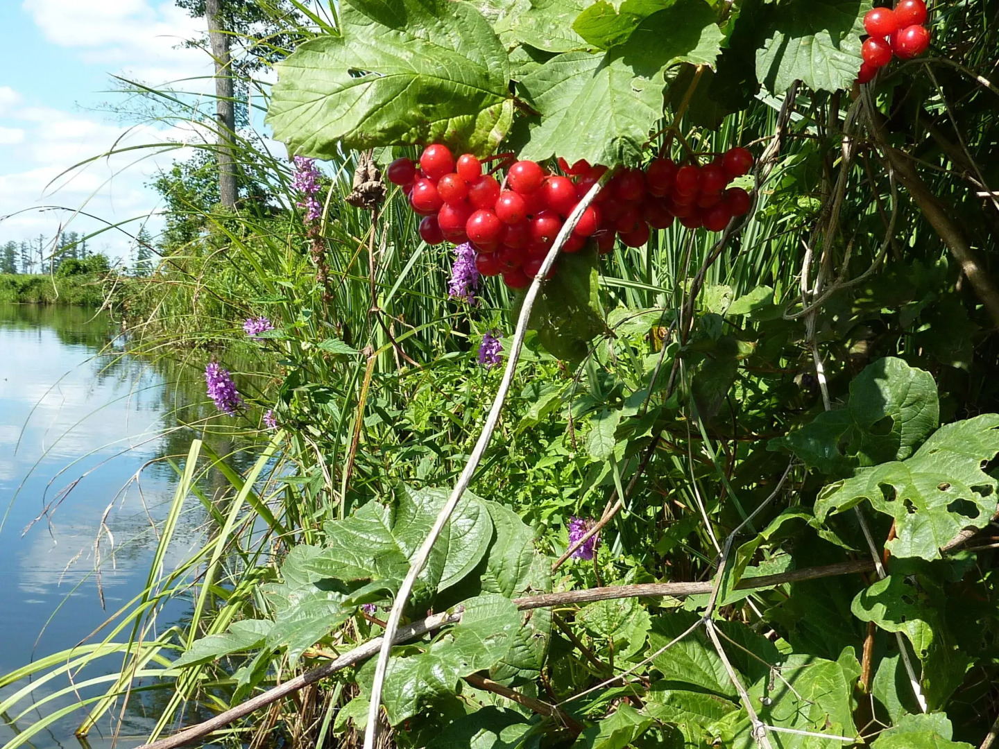 Spreewald - Pension Spreeaue
