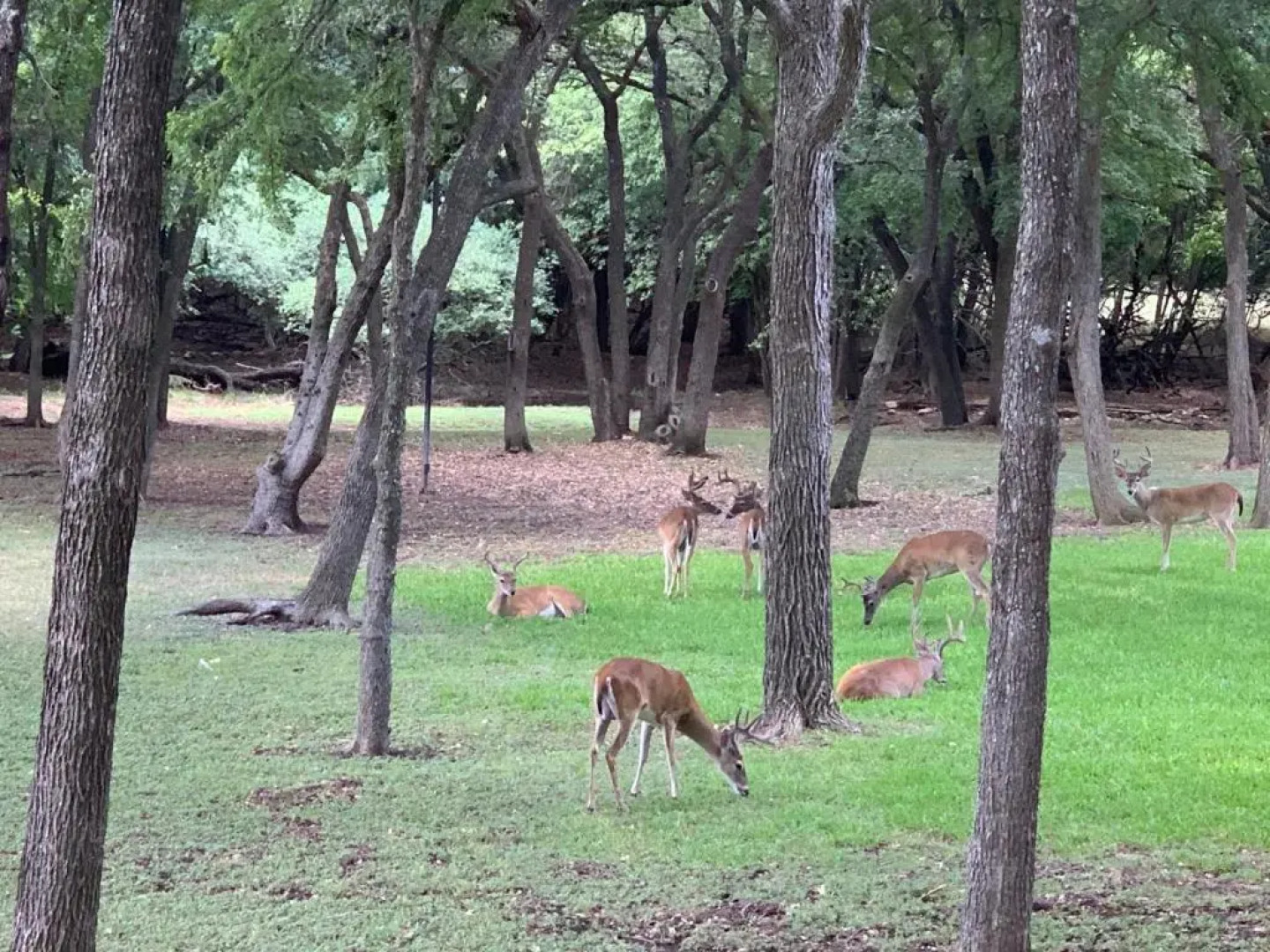 Salado Cottage Retreat near Downtown